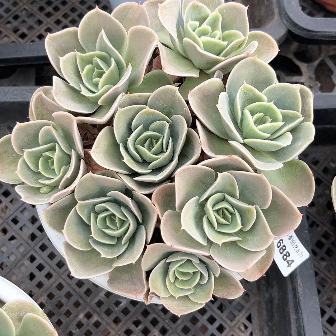 阿雅园艺。     6884星娜塔