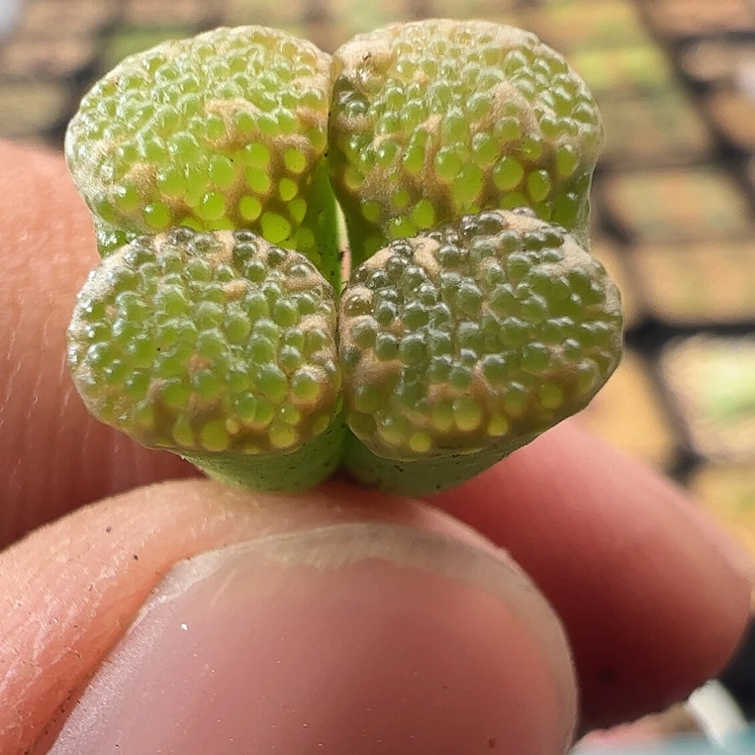 0000887 一物一拍泡泡勋章杂交