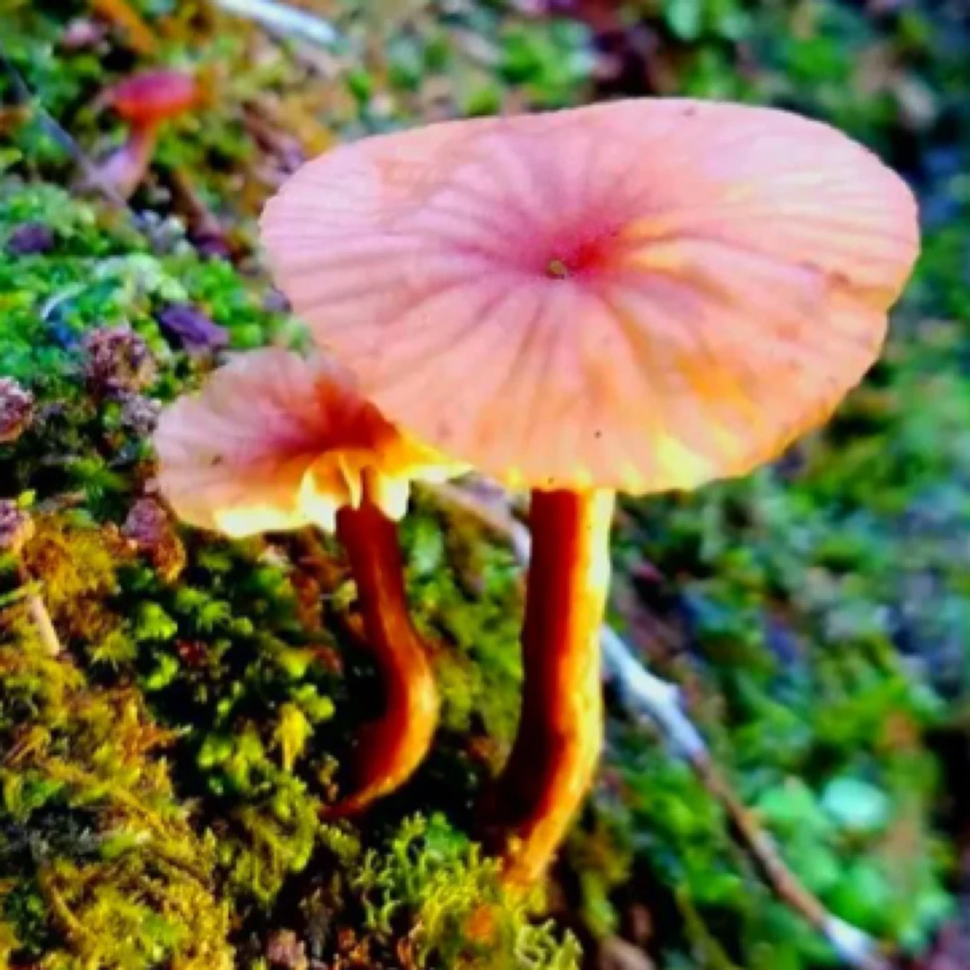 云南新鲜野生皮条菌 顺丰空运包邮