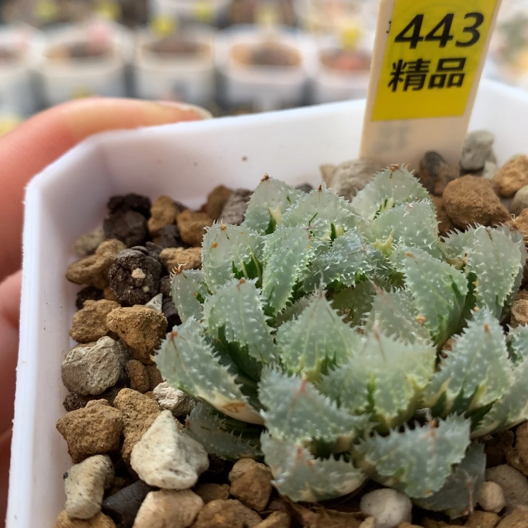 以实际为准443玄冰