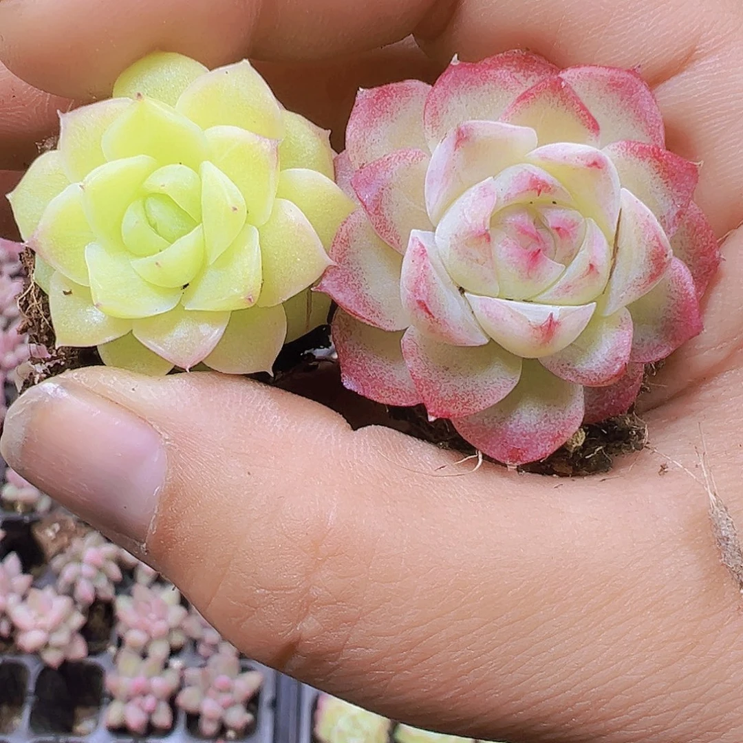 玫瑰仙子3黄3粉19包邮