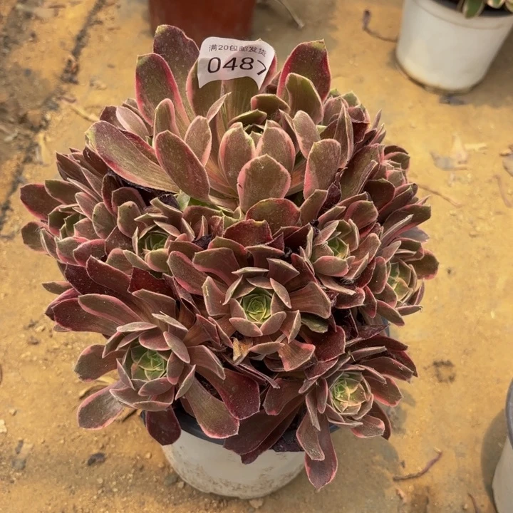 浣纱多肉处理不包断头0487