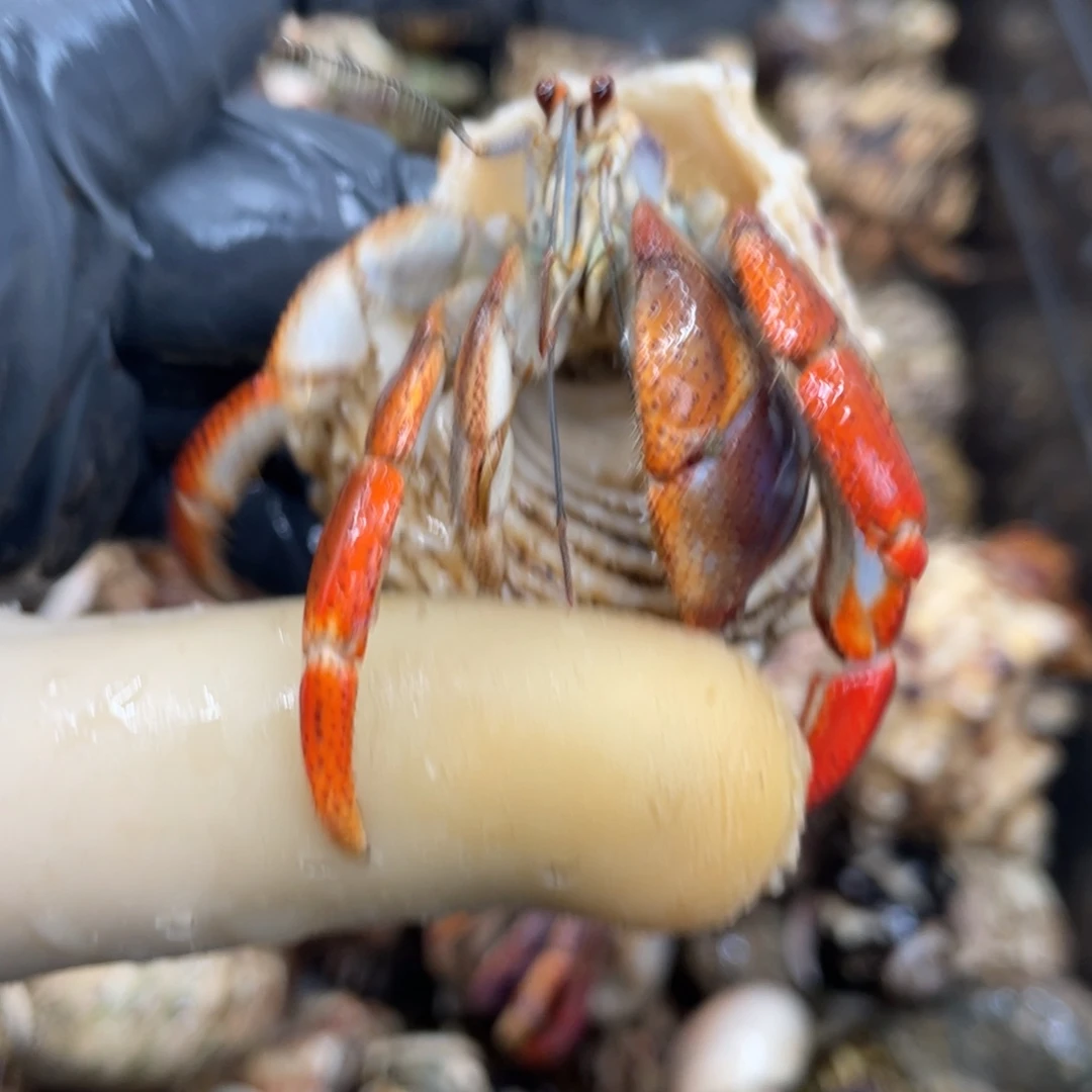 不退不换活体宠物59