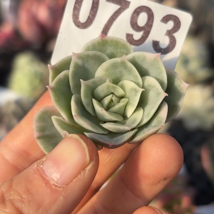 头盖锦多肉植物满18包邮当场凑单不满单隔天发顺丰到付