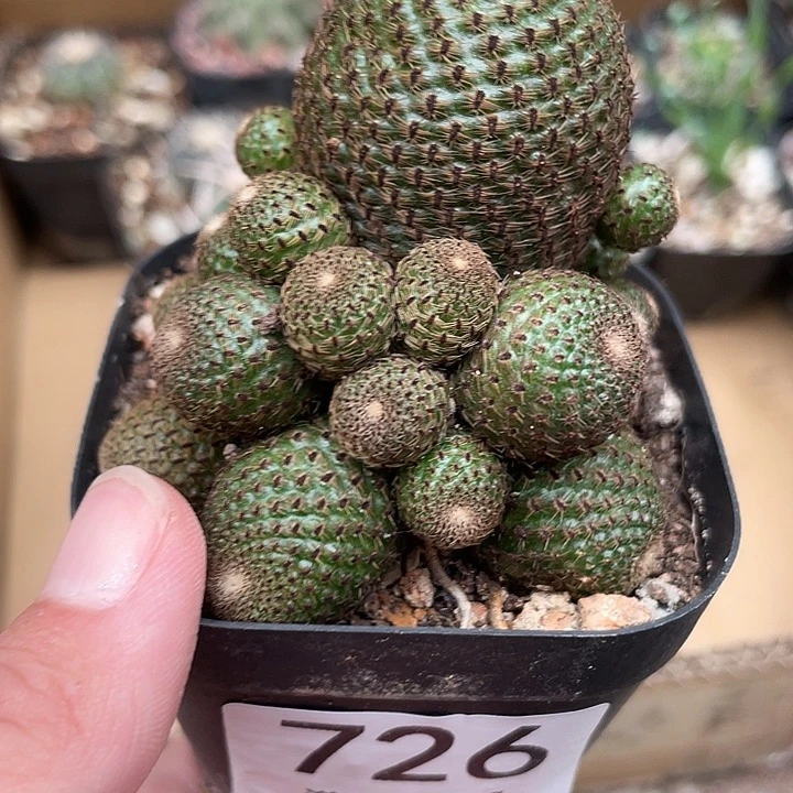726城堡山仙人球开花