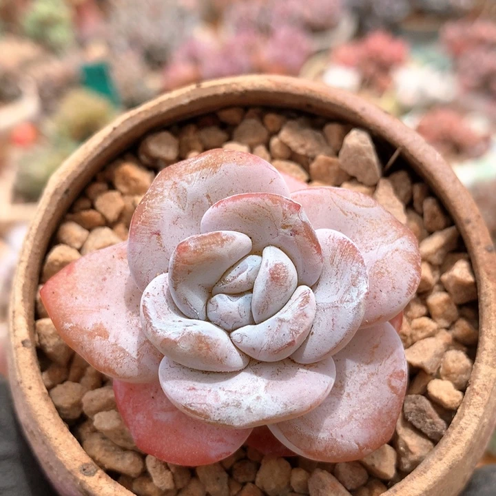 单头雪莲多肉 003