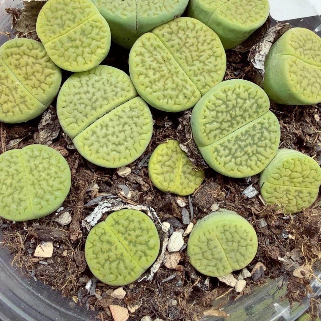 就能使皮肤保持年轻化功能086不