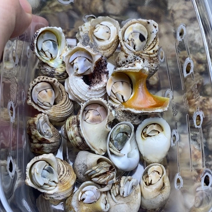 闪2下播福利15只纯西沙组合，没有残疾蟹