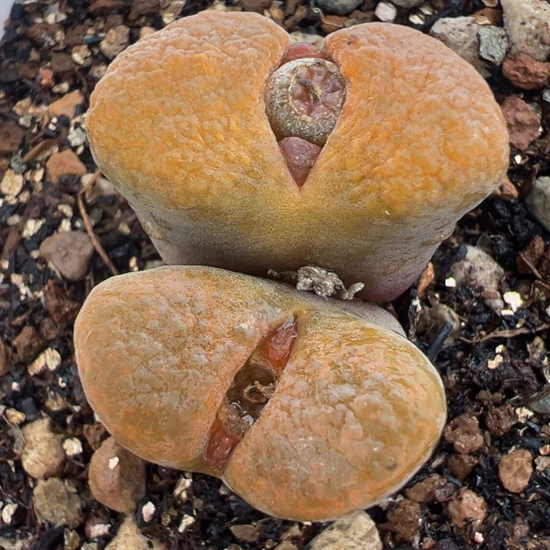 751多肉植物种类多样