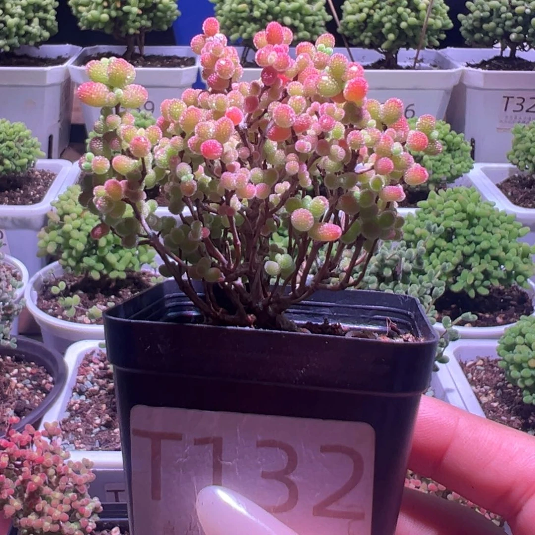 132蜜橘带盆土发货一物一拍