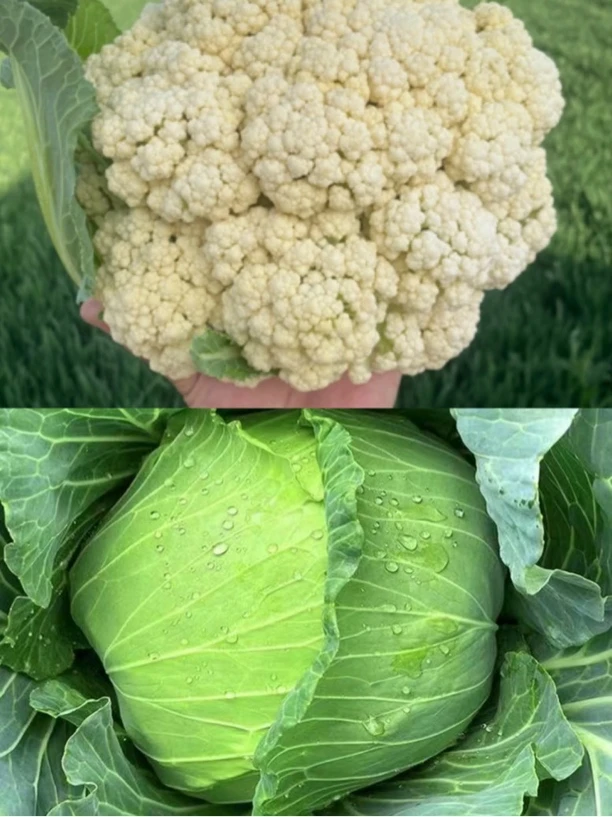 组合装=花菜+甘蓝（5斤装）