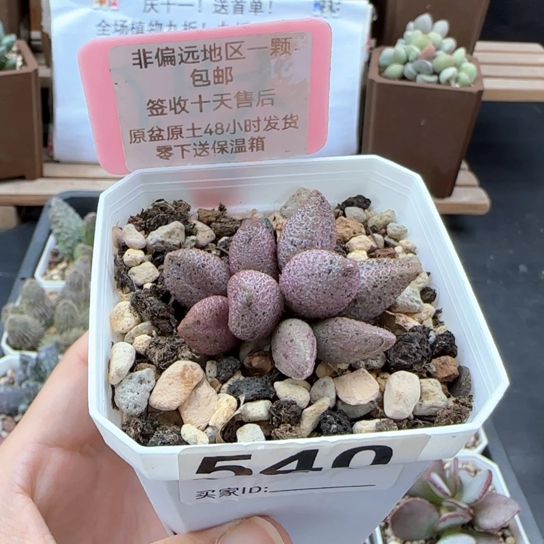 540黑酱多肉植物