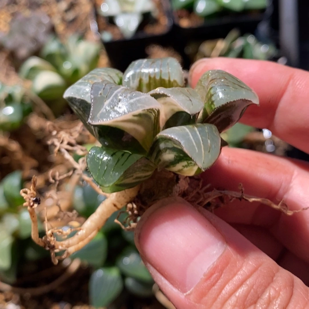 334 一颗实生咖啡锦 白咖 点赞福利