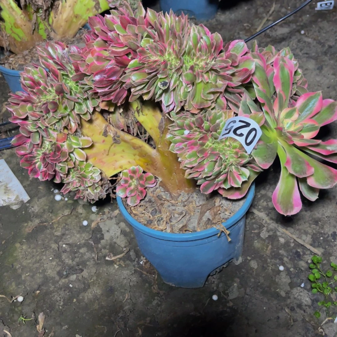 女郎法师16////-10包邮