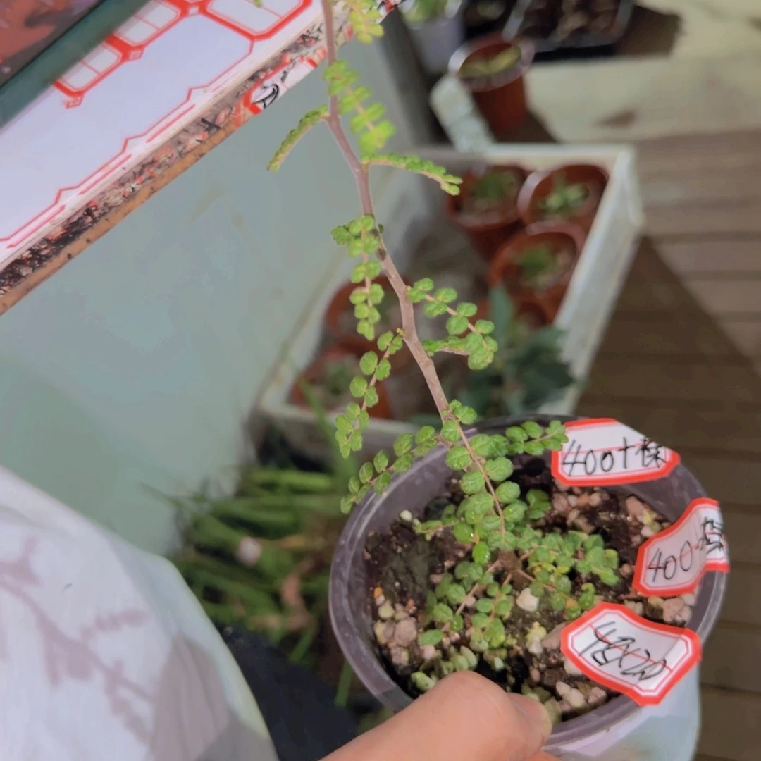 块根植物块根植物