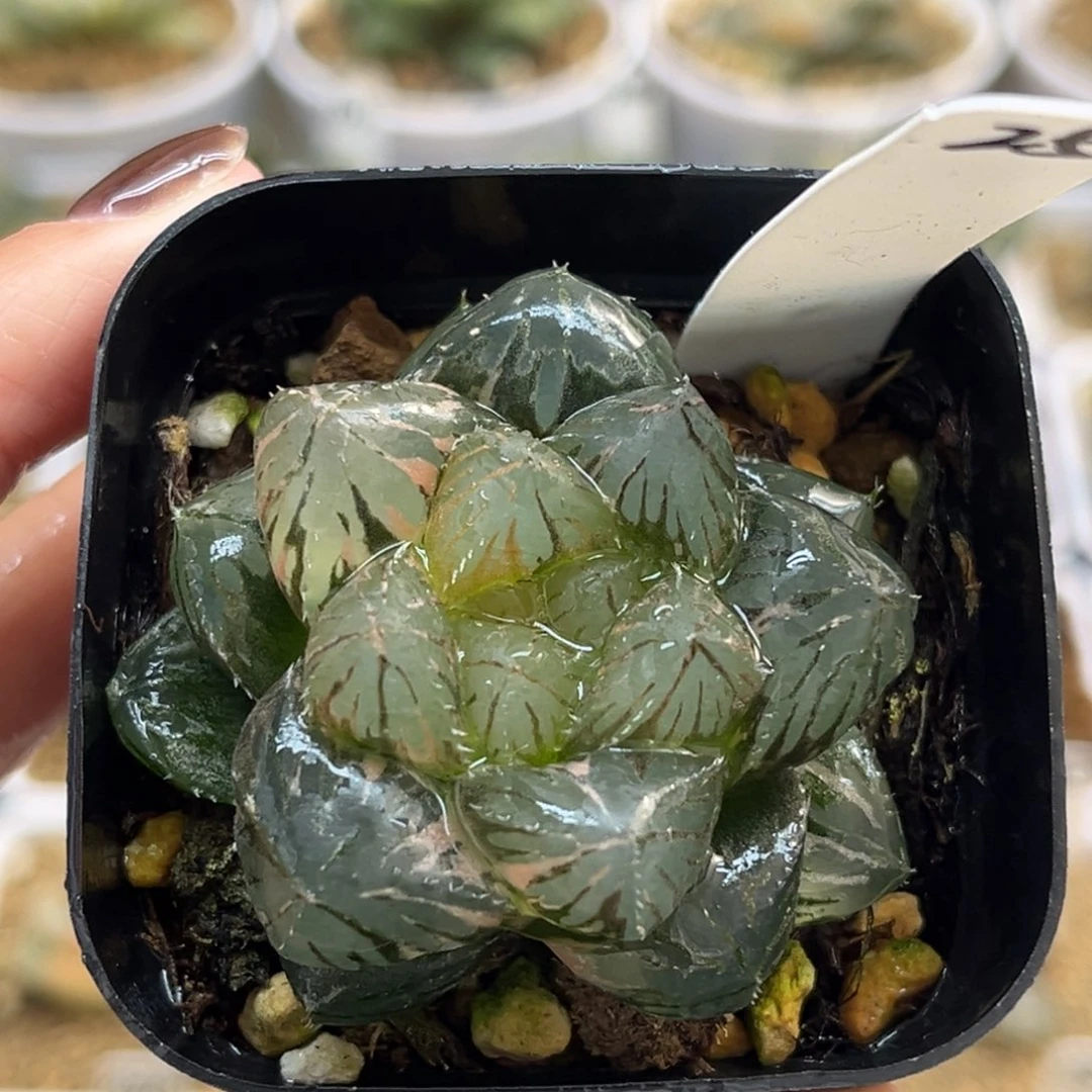 25实生玉露锦福利专场