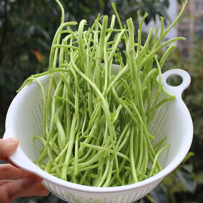 藜蒿鄱阳本地藜蒿现摘现发新鲜发货