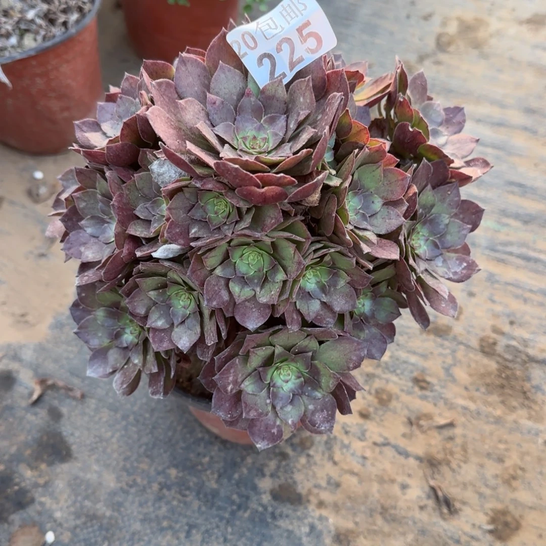 桃花石225满20包邮断枝不包