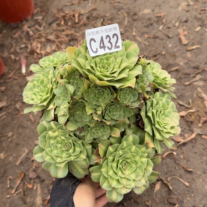 翡翠琉璃……多肉植物……