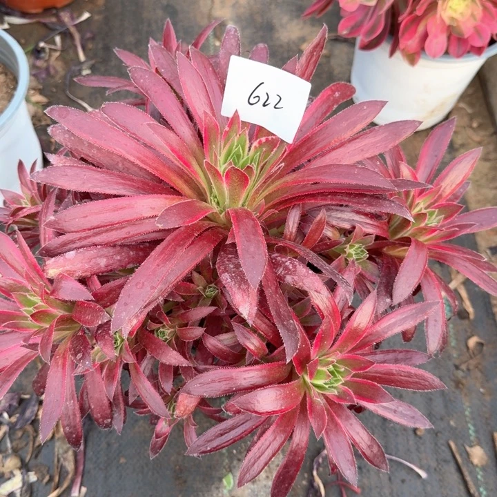 惊鸿仙子法师一颗622