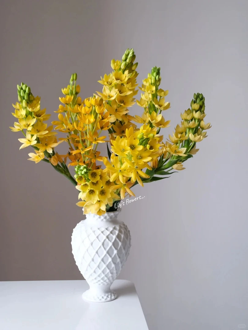 婵之语优选 黄橙色圣心百合鲜切花