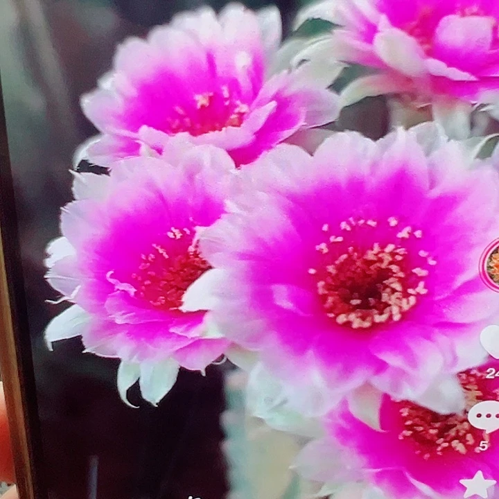 丽花 魅影 侧芽 满20包邮