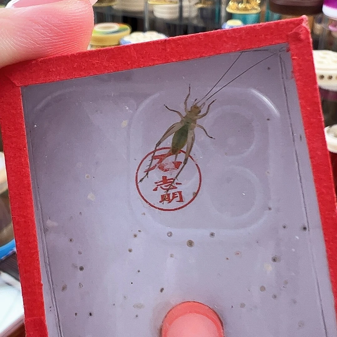 哈哈哈段须石大黄两个