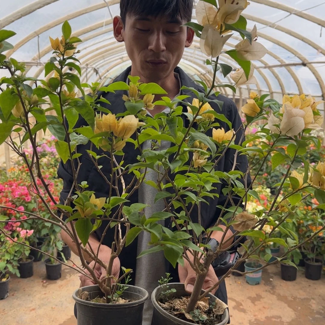 完全开放（苏瓦娜）三角梅会落花落叶会光杆苗有大有小