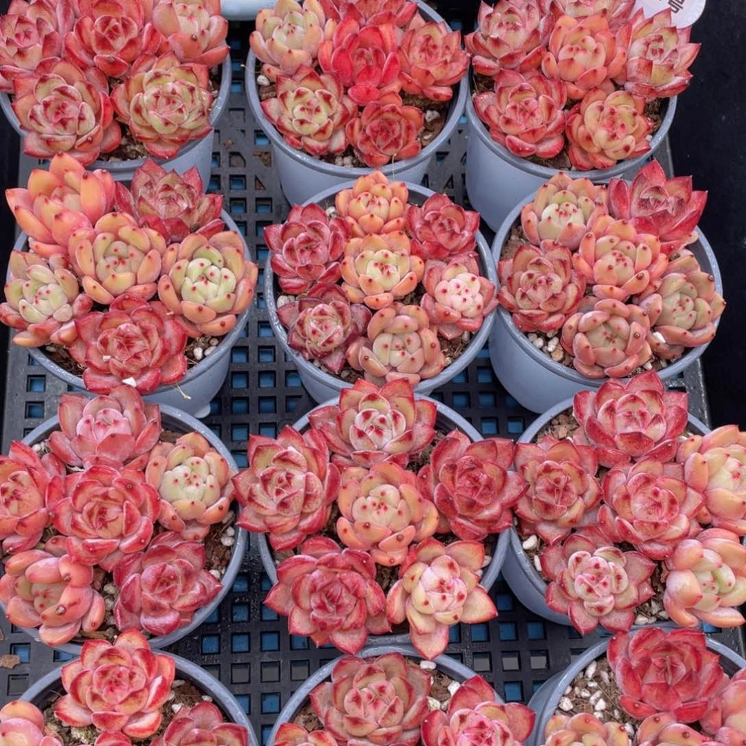 量拍31号夜魔侠➕Q橙组合6个