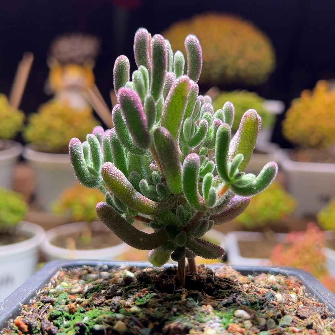 291紫闪光一物一拍带盆土发货