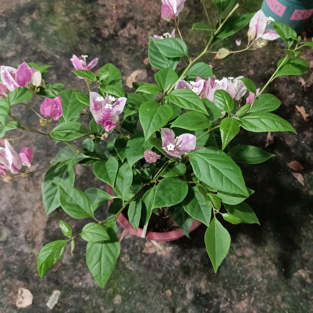 百变漳红樱三角梅盆栽带花发货四季开花种爬藤老桩苗适合庭院阳台