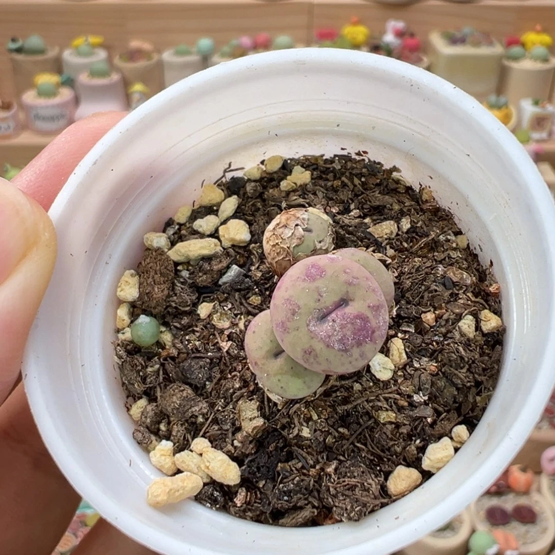 多肉植物38号红嘴四头