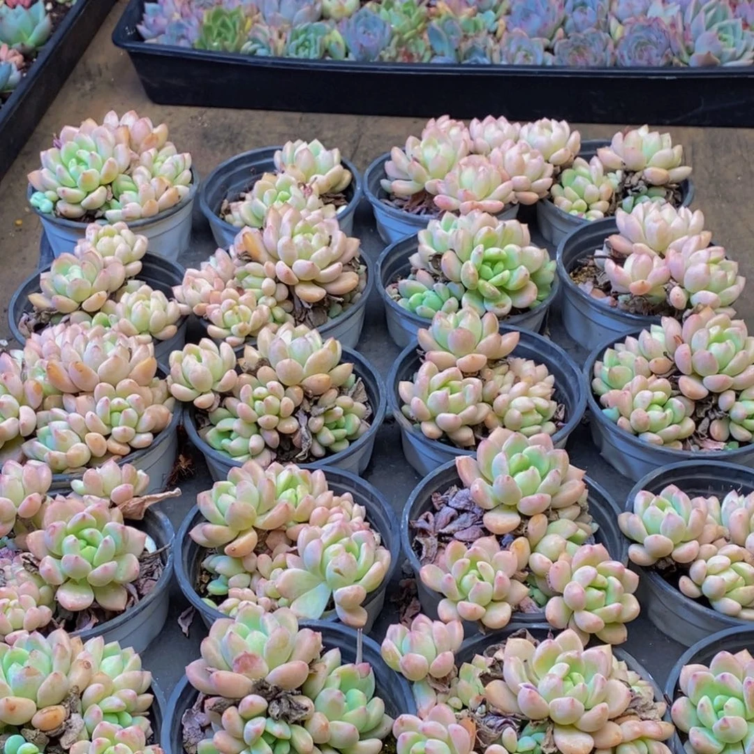 165多肉植物保护研究所所长