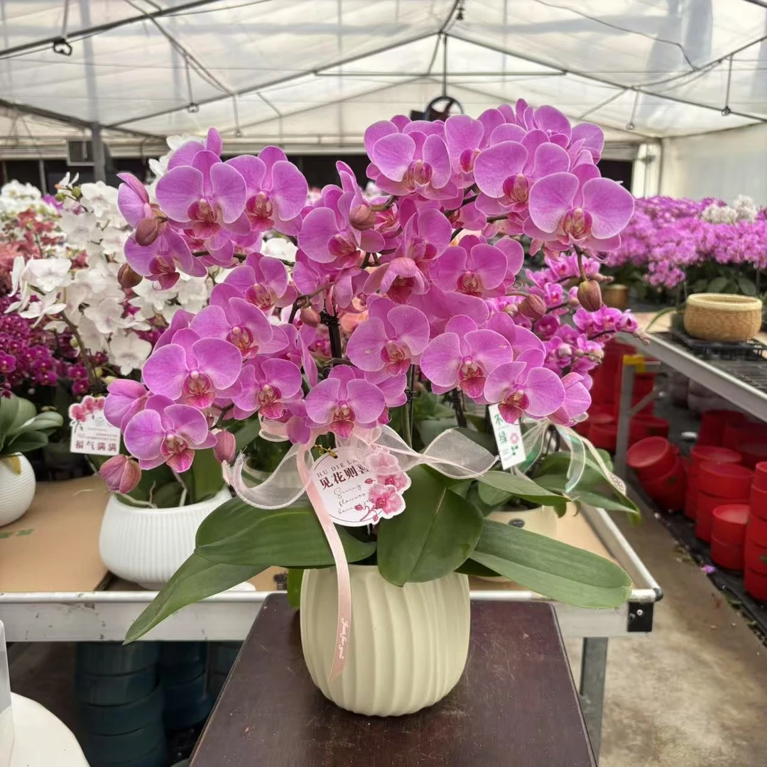 甄选（蜜糖）蝴蝶兰花卉鲜花   高端精美艺术组盆