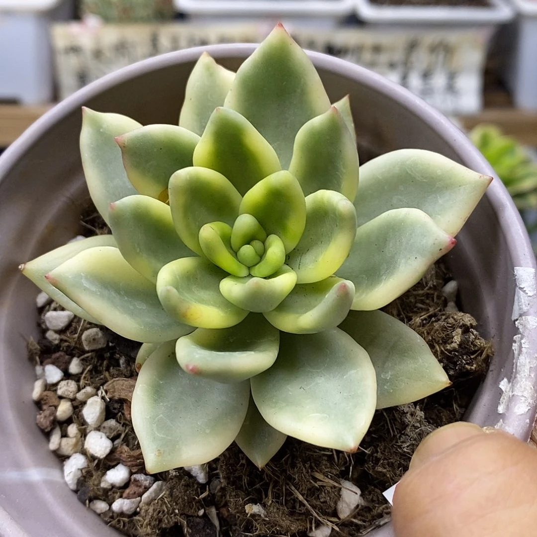 01102 祝之松锦多肉