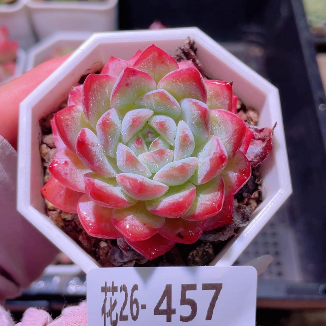 花利美26-457精选糖心