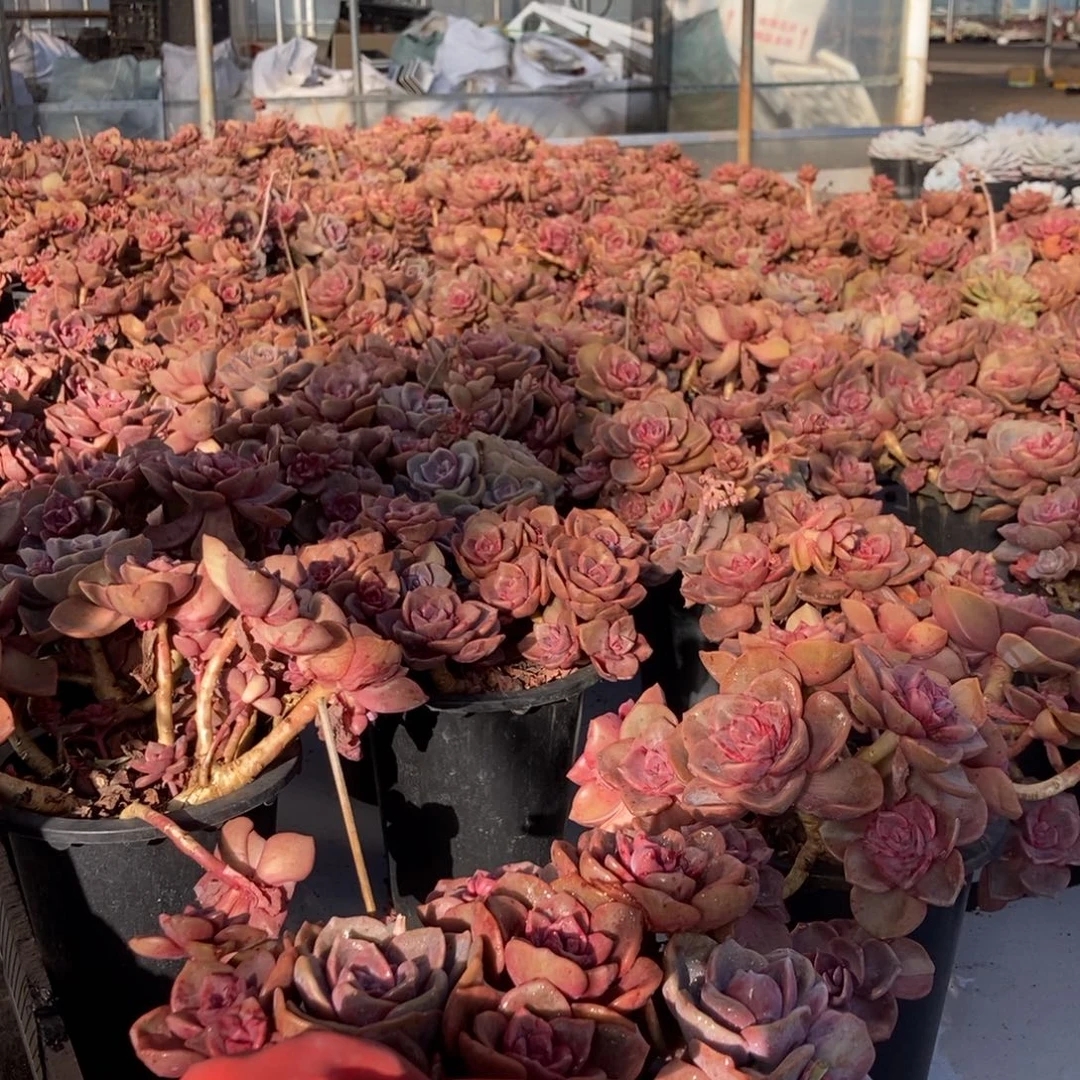 琉璃盏随机发货平头一颗