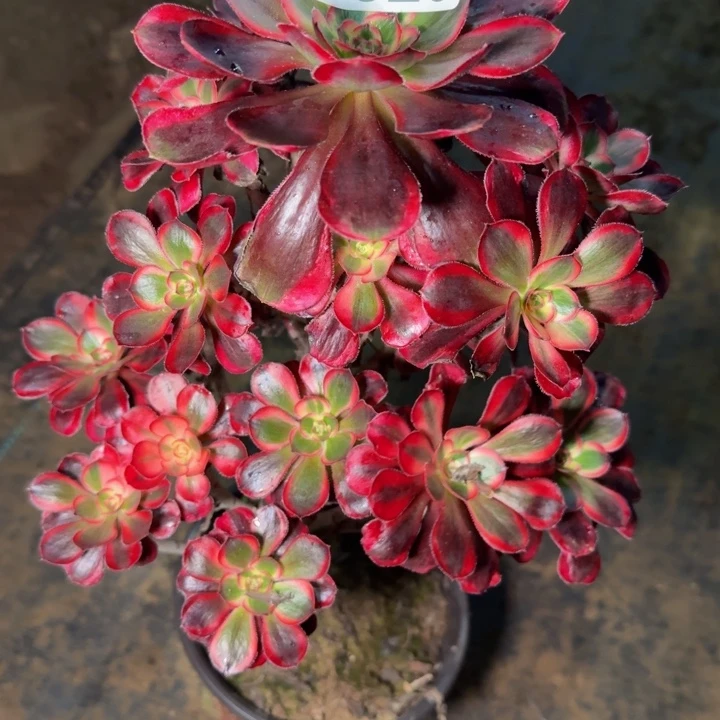 ，2923丽娜多肉植物植物