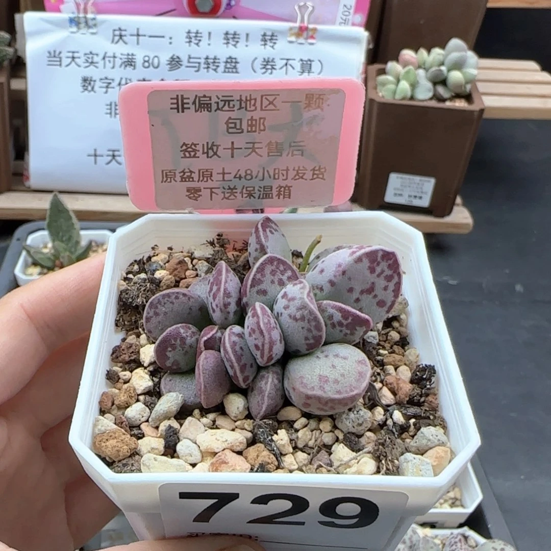 挽**步729艾薇蛋多肉植物