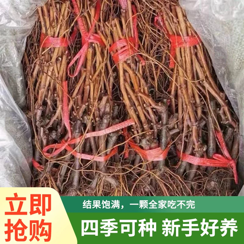 老品种巨峰葡萄苗特惠