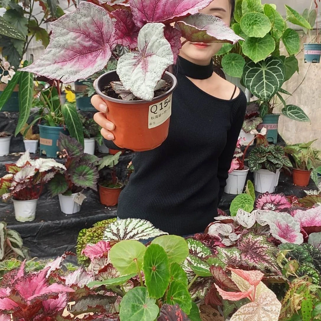 不开花植物2****4秋海棠154