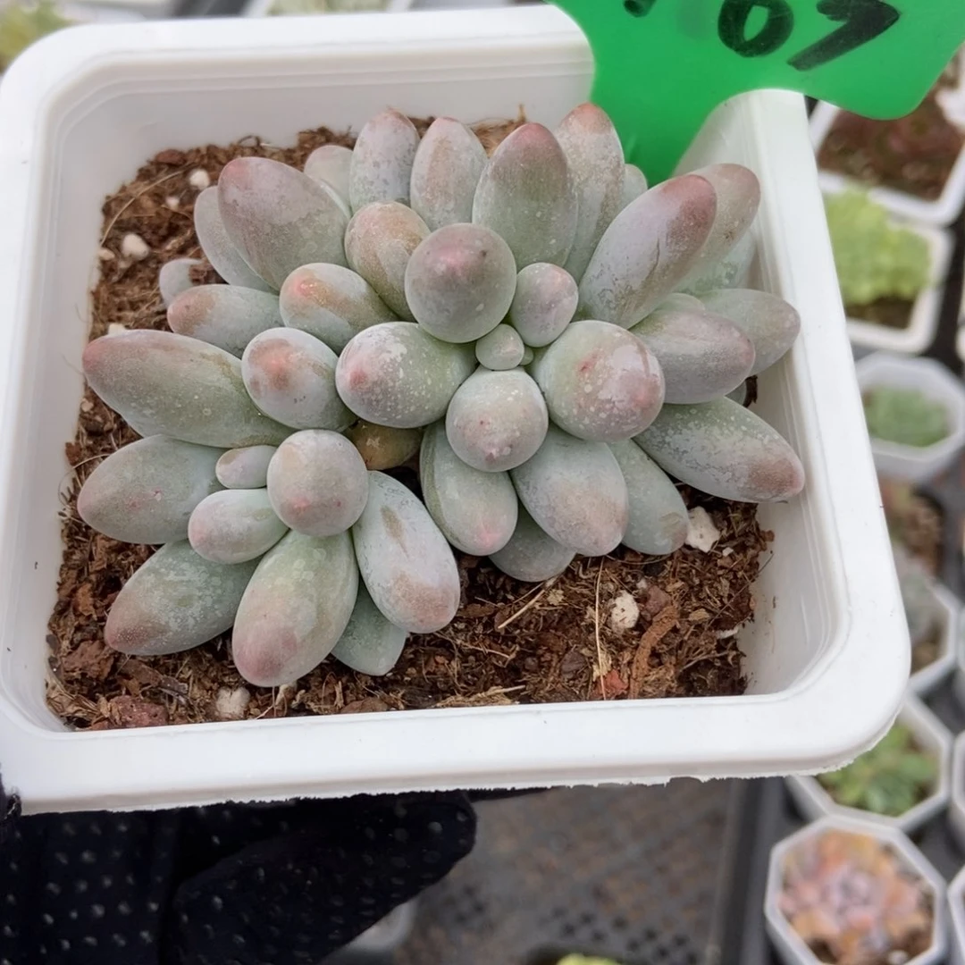 3163汤圆多肉植物保护