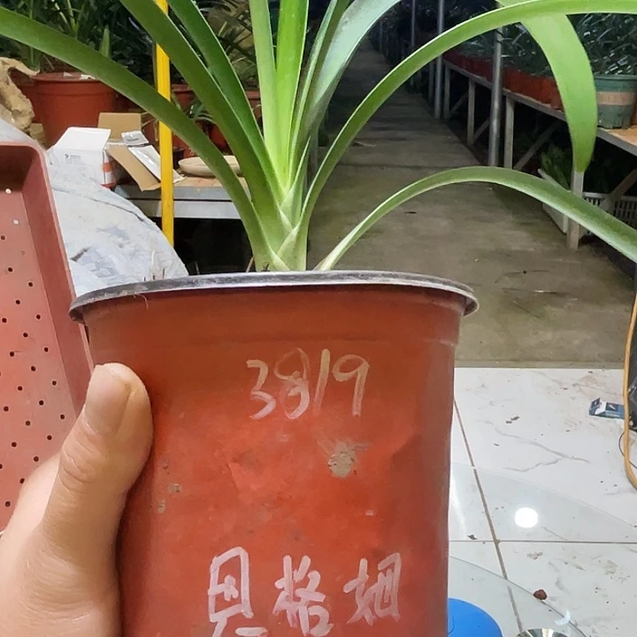 完全开放寂***色