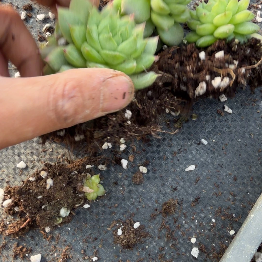 18-13绿珍妮大的三颗量拍发货
