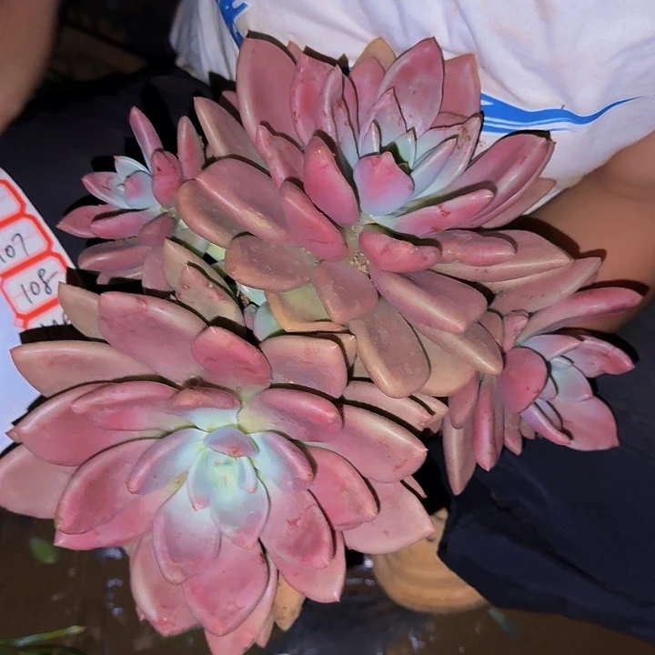 叶***姐桃花源 一颗 不包损104号