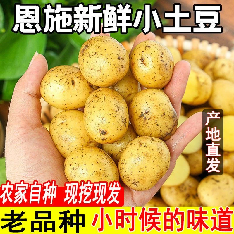 学士精选2025年恩施小土豆小洋芋新鲜洋芋黄心土豆正宗黄心洋芋
