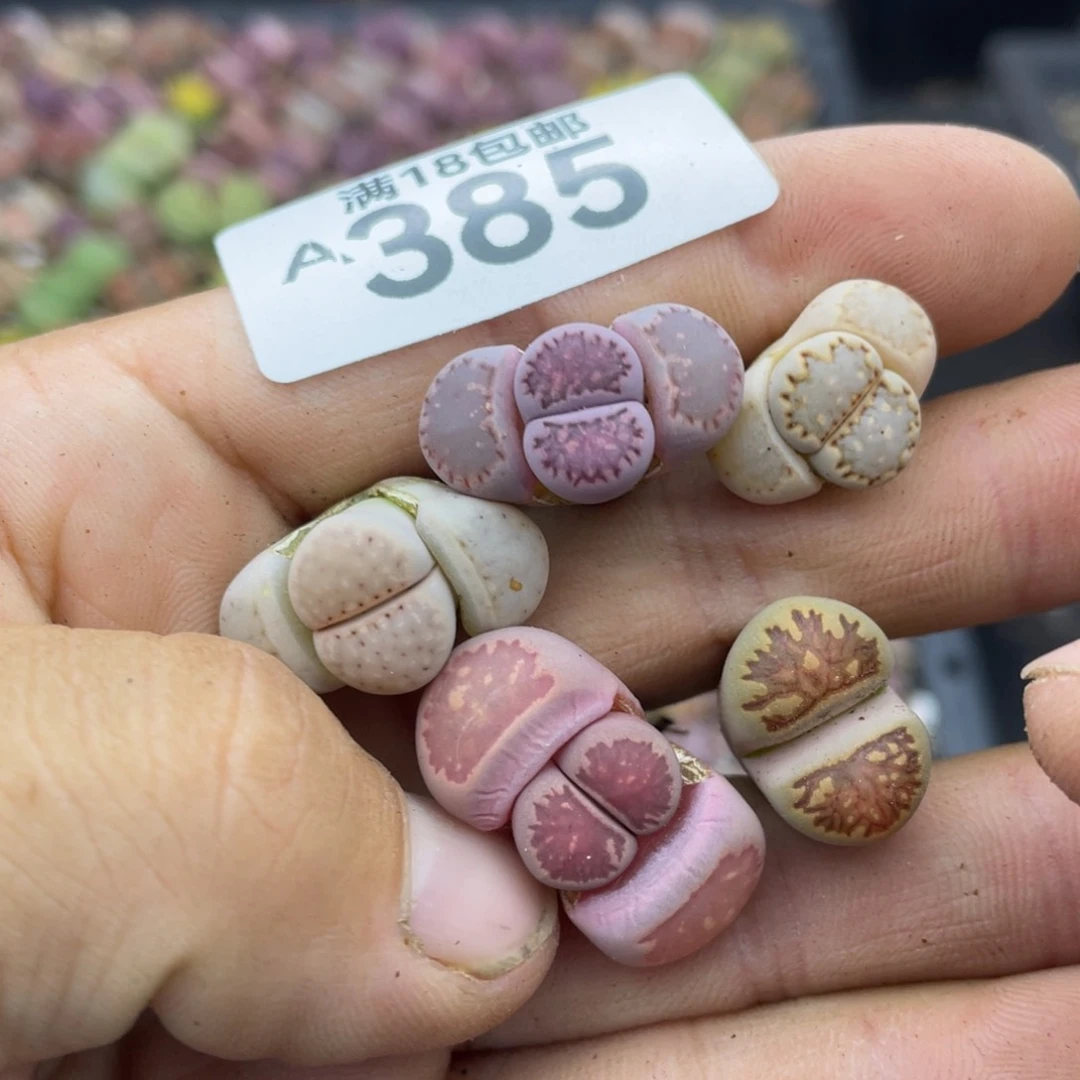 霄*柒00000000000000385