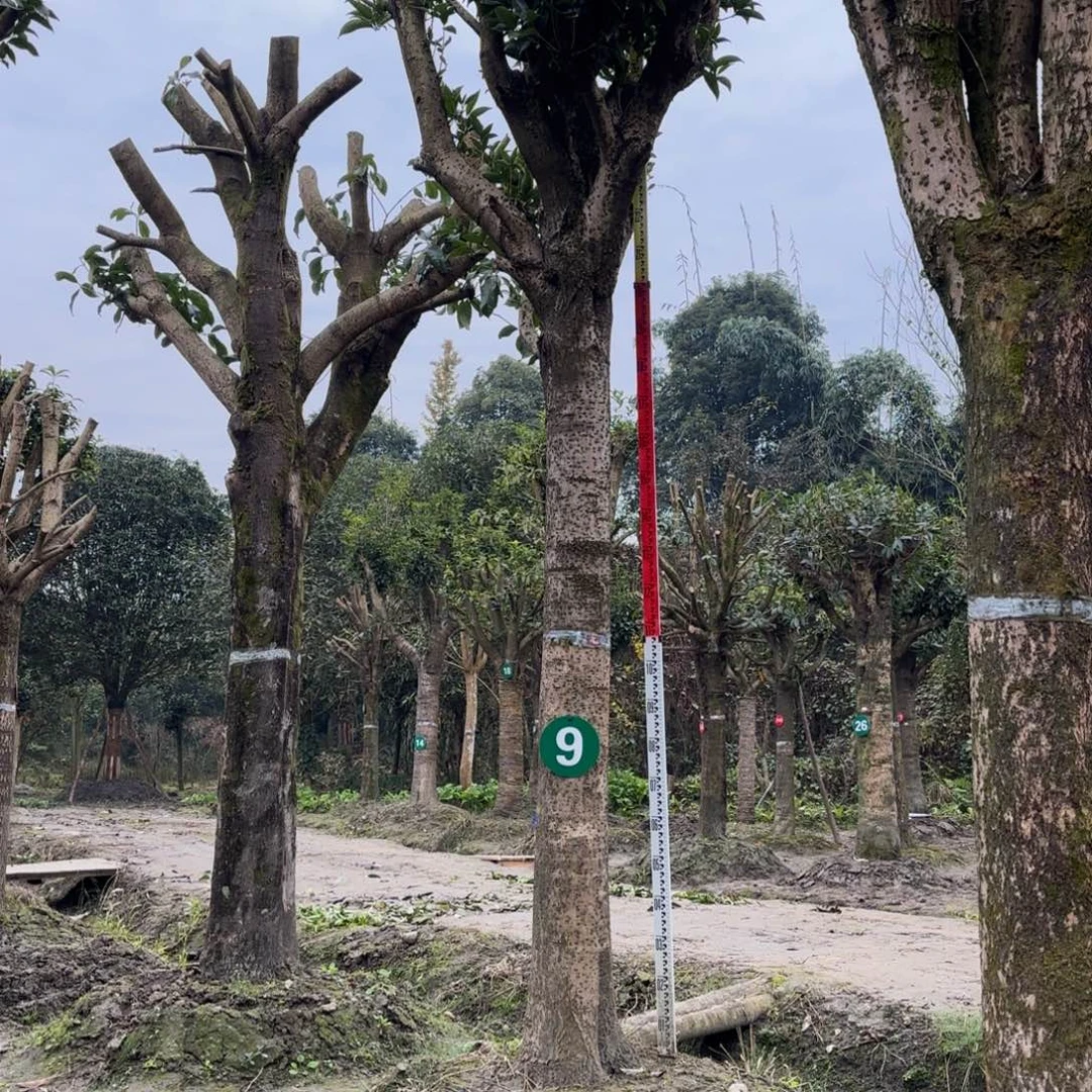 当前无花朵，栽培后可花朵
