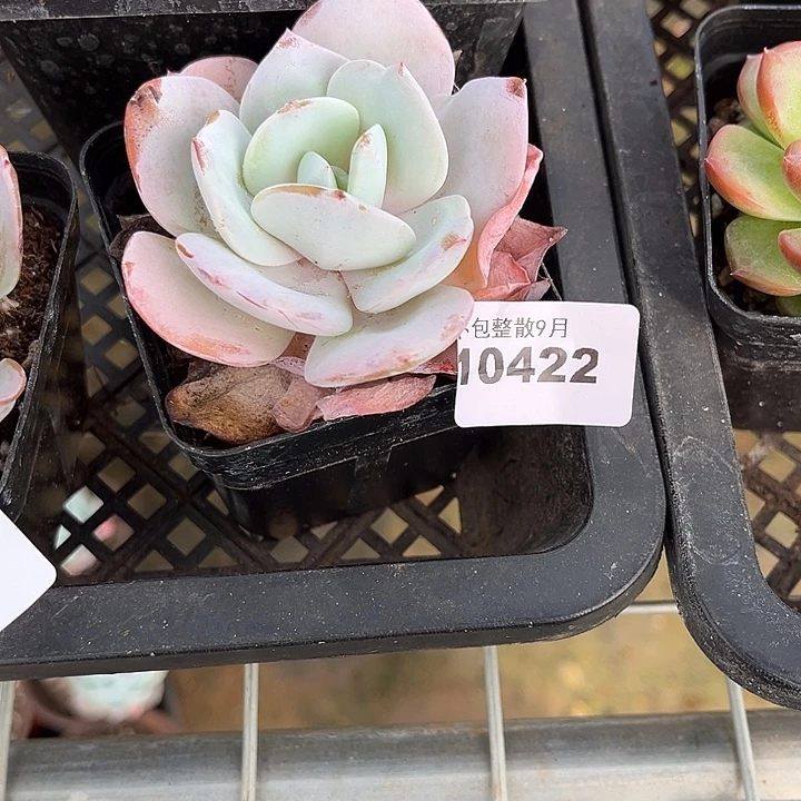 阿雅园艺。         422奶茶