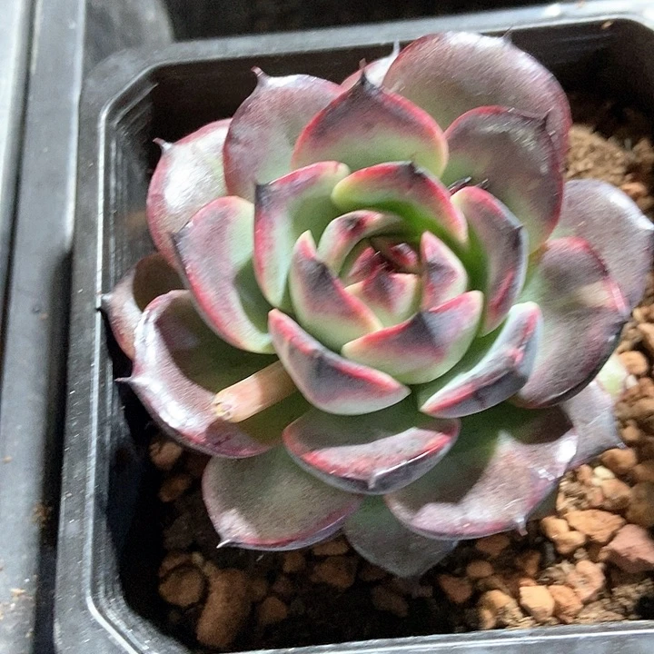 多肉植物512多肉